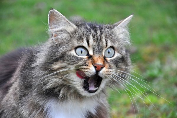 I gatti possono mangiare le uova? Ecco alcune cose che devi sapere Amici e Natura iTALIA I gatti possono mangiare le uova? Ecco alcune cose che devi sapere Amici e Natura iTALIA